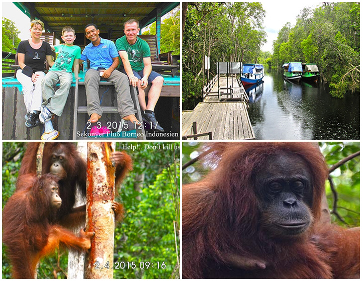 Orangutan Exotische Reise